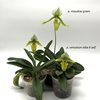 paphiopedilum maudiae green venustum alba X self